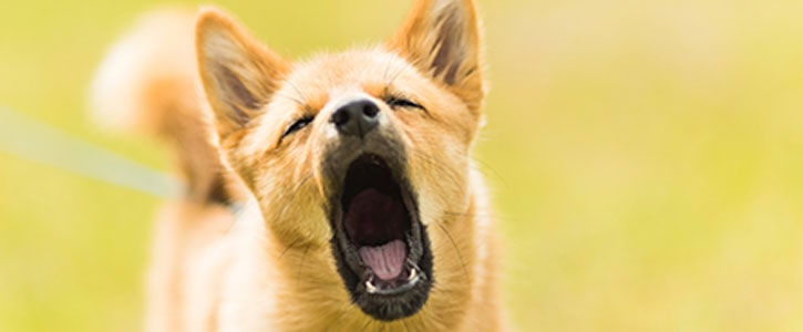 GudFur Blog Why do dogs show aggression to other dogs