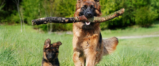 Why should you take care of your dog’s joints