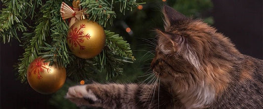 Christmas Pet Advice for the Festive Season - GudFur Ltd