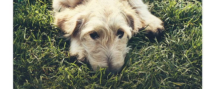 Common dog illnesses and how to detect them - GudFur Ltd