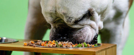 Does a dog’s nutritional need differ from ours? - GudFur Ltd