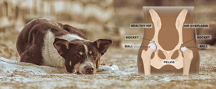Hip dysplasia in dogs - GudFur Ltd