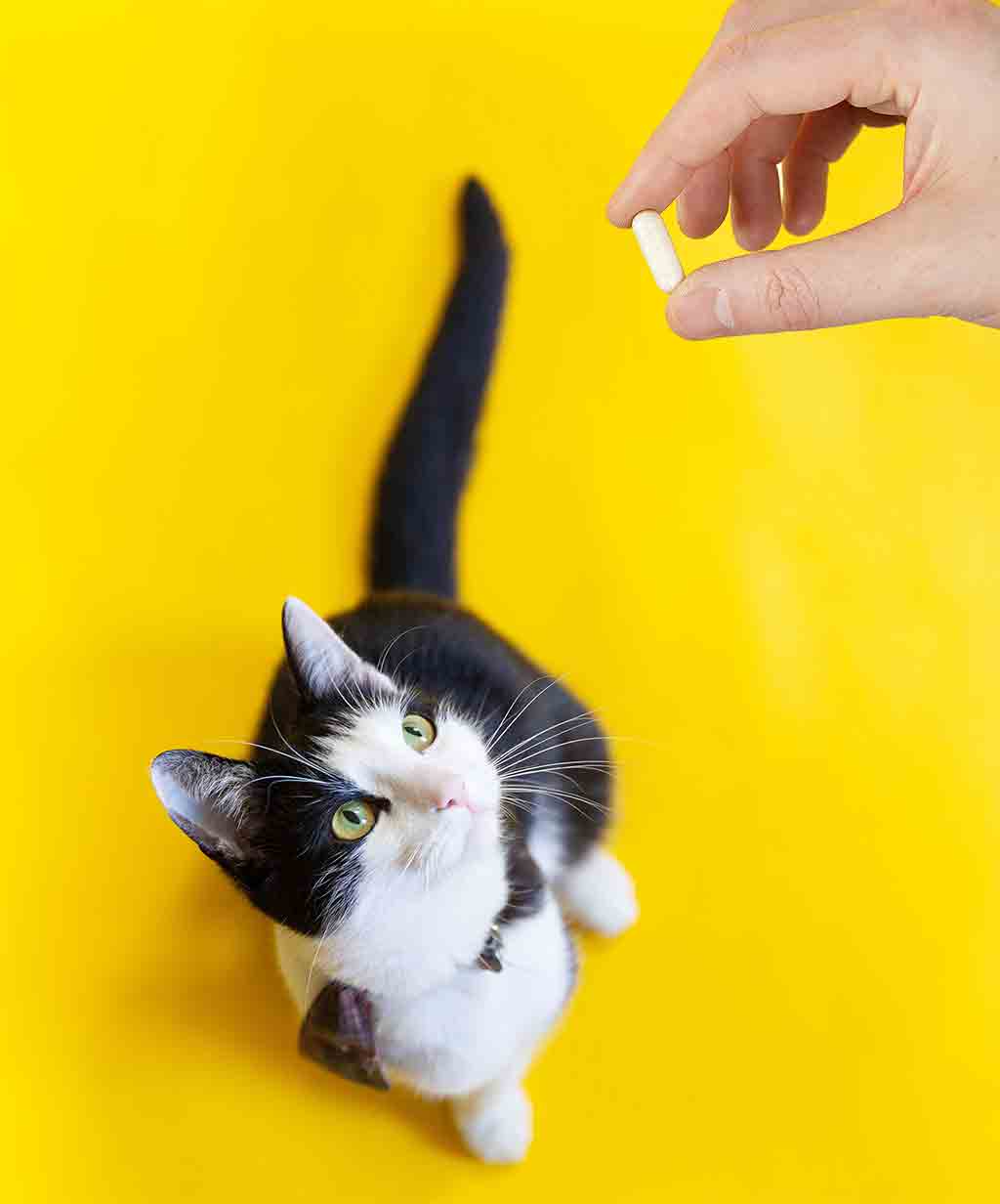 Should I give my cat vitamins and supplements - GudFur Ltd