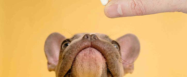 Should I give my dog vitamins and supplements - GudFur Ltd
