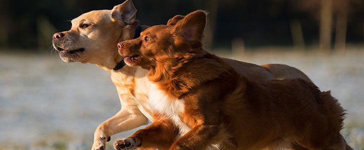 When should I start giving my dog a joint supplement? - GudFur Ltd